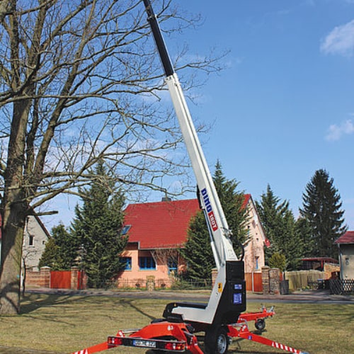 Baumschnitt Baumschnitt